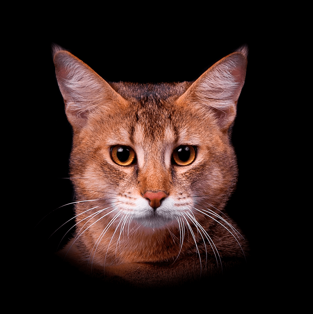 Кошка Чаузи