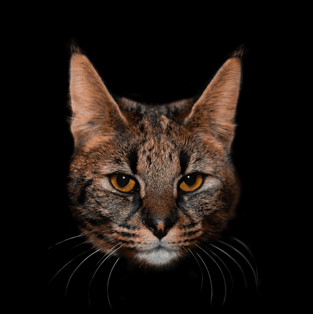 Кошка Саванна